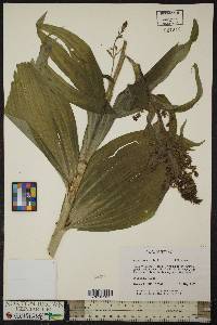 Veratrum viride image