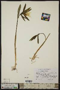Uvularia grandiflora image