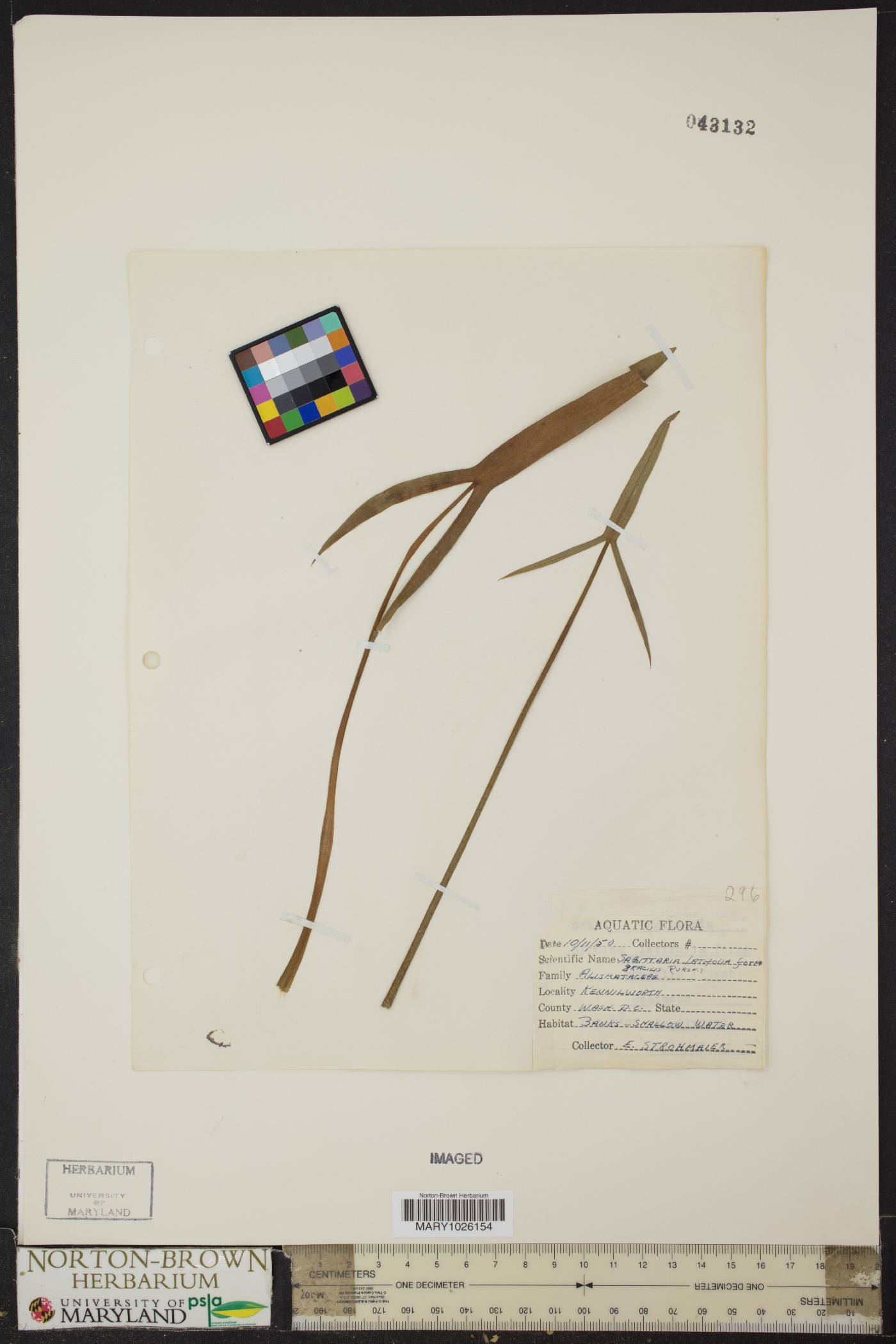 Sagittaria latifolia f. hastata image