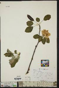 Malus sylvestris image