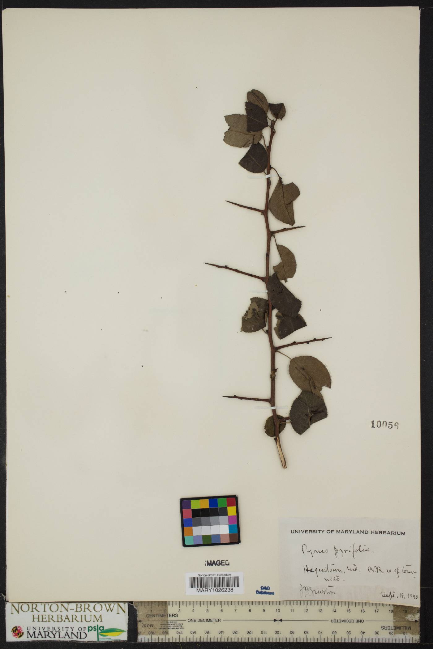 Pyrus pyrifolia image