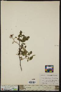 Rosa carolina subsp. carolina image