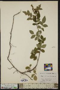 Rosa carolina subsp. carolina image