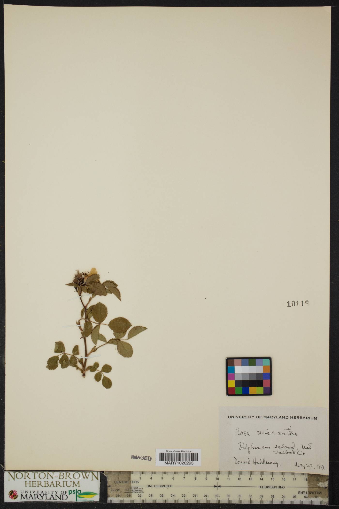 Rosa micrantha image