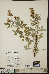 Rosa multiflora image