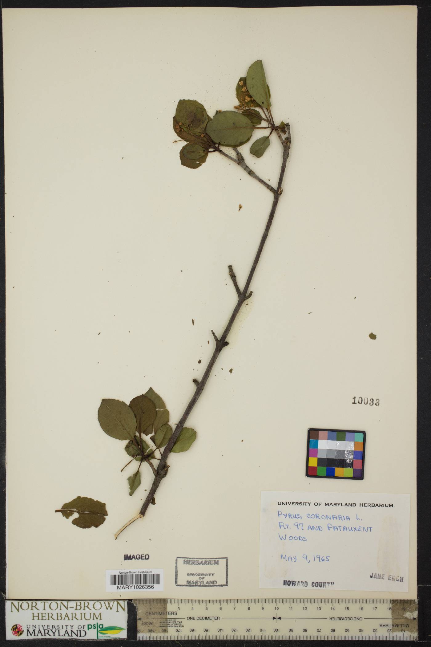 Pyrus coronaria image