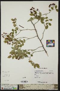 Rosa multiflora image