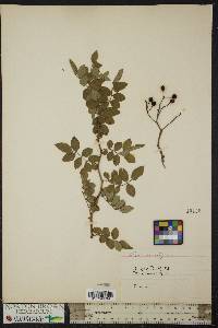 Rosa multiflora image