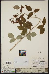 Rosa setigera image