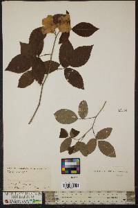 Rosa setigera image