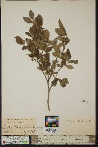 Rosa virginiana image