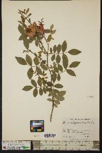 Rosa virginiana image