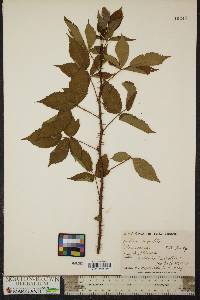 Rubus argutus image