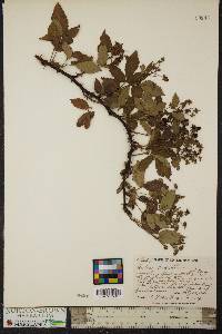 Rubus argutus image