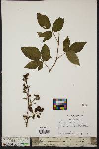 Rubus argutus image