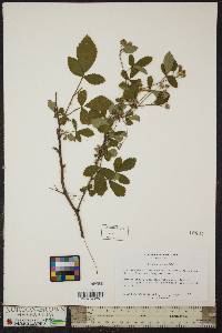 Rubus argutus image