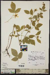 Rubus argutus image