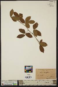 Rubus argutus image