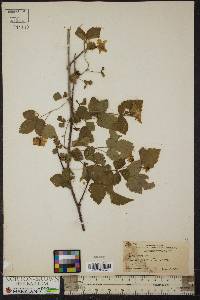 Rubus argutus image