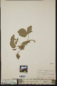 Rubus canadensis image