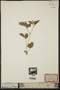 Rubus canadensis image