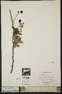 Rubus cuneifolius image