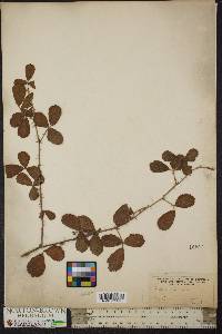 Rubus cuneifolius image