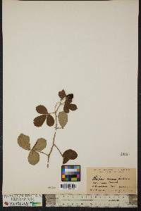 Rubus cuneifolius image