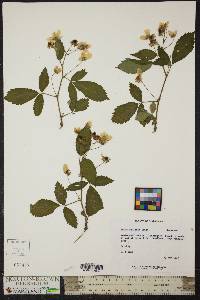 Rubus enslenii image