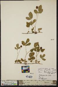 Rubus flagellaris image