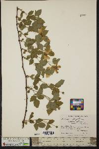 Rubus flagellaris image