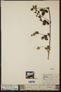 Rubus flagellaris image