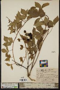 Rubus flagellaris image