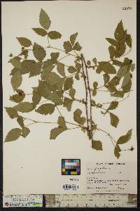 Rubus flagellaris image