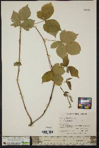 Rubus flagellaris image