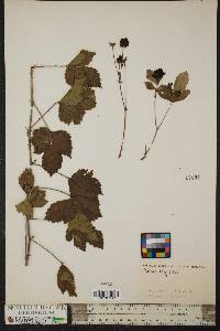 Rubus flagellaris image