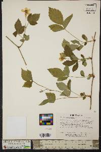 Rubus flagellaris image