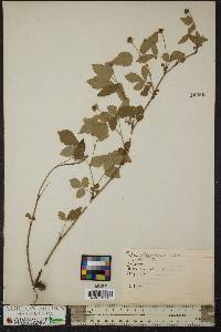 Rubus flagellaris image