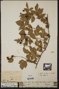 Rubus flagellaris image