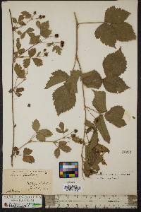 Rubus flagellaris image