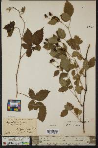 Rubus flagellaris image