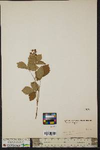 Rubus flagellaris image