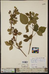 Rubus flagellaris image