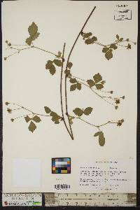 Rubus flagellaris image