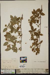 Rubus villosus image