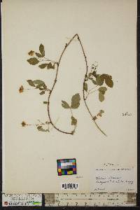 Rubus flagellaris image