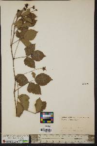 Rubus flagellaris image