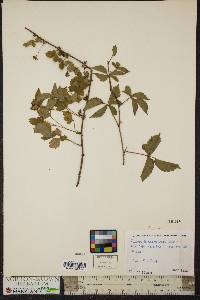 Rubus flagellaris image