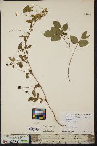 Rubus flagellaris image