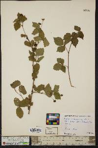 Rubus flagellaris image